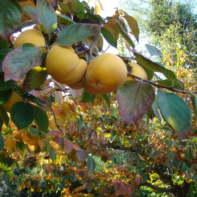 Frutas del tiempo