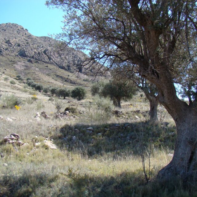 Los olivos y el aceite de Saviñán